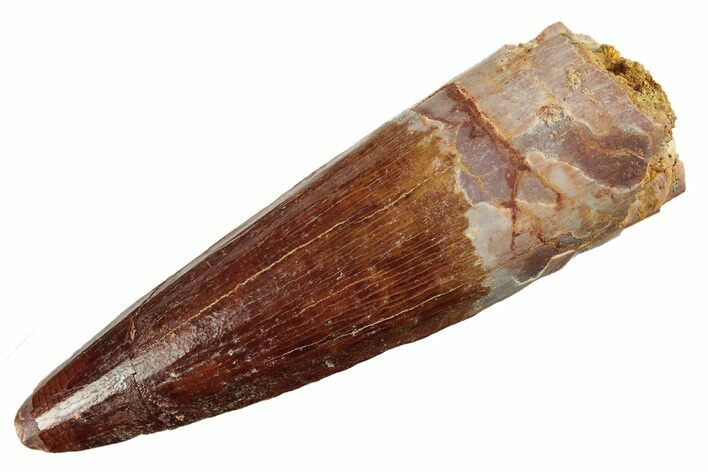 Fossil Spinosaurus Tooth - Real Dinosaur Tooth #226325